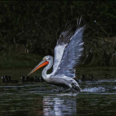 Jaipur Ranthambore Bharatpur Agra Tour