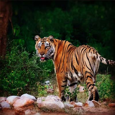 03 Days Jaipur Sariska Tour