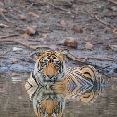 02 Days Ranthambore Tour From Jaipur